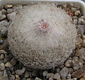 Нажмите на изображение для увеличения.

Название:	Epithelantha micromeris (2).JPG
Просмотров:	1927
Размер:	64.1 Кб
ID:	375869