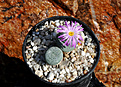 Нажмите на изображение для увеличения.

Название:	Conophytum jucundum.jpg
Просмотров:	919
Размер:	233.5 Кб
ID:	375899