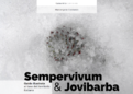 Нажмите на изображение для увеличения.

Название:	Sempervivum_Jovibarba.png
Просмотров:	616
Размер:	198.4 Кб
ID:	375900