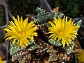 Нажмите на изображение для увеличения.

Название:	Faucaria tuberculosa.JPG
Просмотров:	365
Размер:	263.1 Кб
ID:	376030