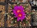 Нажмите на изображение для увеличения.

Название:	A. agavoides.JPG
Просмотров:	180
Размер:	359.1 Кб
ID:	376032