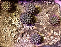 Нажмите на изображение для увеличения.

Название:	Neochilenia occulta RS1958.jpg
Просмотров:	364
Размер:	343.3 Кб
ID:	376046