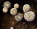 Нажмите на изображение для увеличения.

Название:	Thelocephala pajonalensis.jpg
Просмотров:	271
Размер:	289.7 Кб
ID:	376047