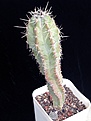 Нажмите на изображение для увеличения.

Название:	04.Cereus_sp.JPG
Просмотров:	713
Размер:	241.9 Кб
ID:	376051