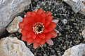 Нажмите на изображение для увеличения.

Название:	Echinopsis Schick hybrid Firelight.jpg
Просмотров:	153
Размер:	158.4 Кб
ID:	376107