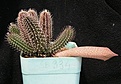 Нажмите на изображение для увеличения.

Название:	Tavaresia grandiflora.JPG
Просмотров:	342
Размер:	50.6 Кб
ID:	376125