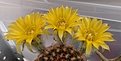 Нажмите на изображение для увеличения.

Название:	Lobivia pusilla v. flaviflora.JPG
Просмотров:	157
Размер:	328.6 Кб
ID:	376178