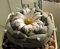 Нажмите на изображение для увеличения.

Название:	Turbinicarpus_jauernigii_PP190_8y.JPG
Просмотров:	156
Размер:	73.7 Кб
ID:	376210