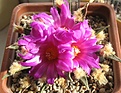 Нажмите на изображение для увеличения.

Название:	Ariocarpus_agavoides_MZ220_13y.JPG
Просмотров:	166
Размер:	106.2 Кб
ID:	376211