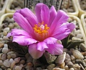 Нажмите на изображение для увеличения.

Название:	Ariocarpus_bravoanus_hintonii_SB1568_12y.JPG
Просмотров:	146
Размер:	81.7 Кб
ID:	376212