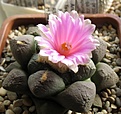Нажмите на изображение для увеличения.

Название:	Ariocarpus_fissuratus_lloydii_RS392_13y.JPG
Просмотров:	157
Размер:	88.2 Кб
ID:	376213