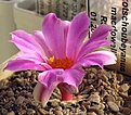 Нажмите на изображение для увеличения.

Название:	Ariocarpus_kotschoubeyanus_macdowellii_RS134_13y.JPG
Просмотров:	157
Размер:	106.2 Кб
ID:	376214