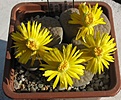 Нажмите на изображение для увеличения.

Название:	Lithops_schwantesii_gebseri_C165_10y.JPG
Просмотров:	345
Размер:	103.0 Кб
ID:	376215