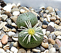Нажмите на изображение для увеличения.

Название:	Conophytum uniforme PV-821.JPG
Просмотров:	377
Размер:	383.8 Кб
ID:	376266
