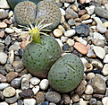 Нажмите на изображение для увеличения.

Название:	Conophytum uniforme PV-821...JPG
Просмотров:	302
Размер:	329.5 Кб
ID:	376267