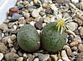 Нажмите на изображение для увеличения.

Название:	Conophytum uniforme PV-821..JPG
Просмотров:	339
Размер:	311.7 Кб
ID:	376268