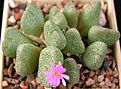 Нажмите на изображение для увеличения.

Название:	C.taylorianum ssp ernianum.JPG
Просмотров:	909
Размер:	48.1 Кб
ID:	376305