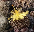 Нажмите на изображение для увеличения.

Название:	Copiapoa-hypogaea-ssp.laui-FK439.jpg
Просмотров:	129
Размер:	355.4 Кб
ID:	376353