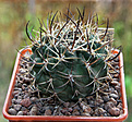 Нажмите на изображение для увеличения.

Название:	P_horridus_robustus.jpg
Просмотров:	884
Размер:	339.3 Кб
ID:	376447