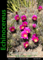 Нажмите на изображение для увеличения.

Название:	Echinocereus_.png
Просмотров:	174
Размер:	203.9 Кб
ID:	376489