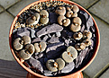 Нажмите на изображение для увеличения.

Название:	Lithops 28.10.jpg
Просмотров:	1205
Размер:	168.8 Кб
ID:	376517