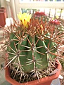 Нажмите на изображение для увеличения.

Название:	Ferocactus lindsayi PP1157.JPG
Просмотров:	169
Размер:	280.2 Кб
ID:	376563