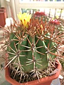 Нажмите на изображение для увеличения.

Название:	Ferocactus lindsayi PP1157.JPG
Просмотров:	153
Размер:	280.2 Кб
ID:	376563