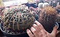 Нажмите на изображение для увеличения.

Название:	macrodiscus&amp;chrysacanthus.jpg
Просмотров:	310
Размер:	212.2 Кб
ID:	376564