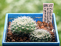 Нажмите на изображение для увеличения.

Название:	R_minuscula_grandiflora.jpg
Просмотров:	167
Размер:	336.7 Кб
ID:	376575