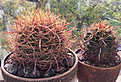 Нажмите на изображение для увеличения.

Название:	Ferocactus_cylindraceus-2.jpg
Просмотров:	552
Размер:	458.7 Кб
ID:	376583