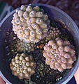 Нажмите на изображение для увеличения.

Название:	Thelocephala tenebrica fankhauseri20181101.jpg
Просмотров:	1998
Размер:	403.4 Кб
ID:	376596