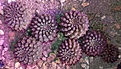 Нажмите на изображение для увеличения.

Название:	Thelocephala sp. MT06-013   20181026.jpg
Просмотров:	1979
Размер:	492.1 Кб
ID:	376597