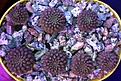 Нажмите на изображение для увеличения.

Название:	Thelocephala sp. MT06-013   20181101.jpg
Просмотров:	1987
Размер:	492.6 Кб
ID:	376598