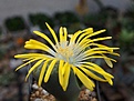 Нажмите на изображение для увеличения.

Название:	Lithops helmutii.JPG
Просмотров:	326
Размер:	192.9 Кб
ID:	376658