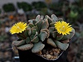 Нажмите на изображение для увеличения.

Название:	Titanopsis fulleri.JPG
Просмотров:	317
Размер:	222.9 Кб
ID:	376660