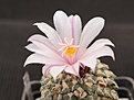 Нажмите на изображение для увеличения.

Название:	kotschoubeyanus v.albiflorus (2).JPG
Просмотров:	205
Размер:	192.3 Кб
ID:	376662