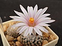 Нажмите на изображение для увеличения.

Название:	Turbinicarpus valdezianus v.albiflorus MZ 662.JPG
Просмотров:	195
Размер:	180.8 Кб
ID:	376664