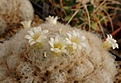 Нажмите на изображение для увеличения.

Название:	Mammillaria plumosa.JPG
Просмотров:	211
Размер:	235.8 Кб
ID:	376665