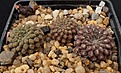 Нажмите на изображение для увеличения.

Название:	T. odieri subsp.glabrescens v.fulva AW 364.JPG
Просмотров:	1879
Размер:	349.3 Кб
ID:	376672