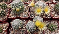 Нажмите на изображение для увеличения.

Название:	Mammillaria solisioides L-671.JPG
Просмотров:	208
Размер:	494.4 Кб
ID:	376679