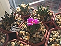 Нажмите на изображение для увеличения.

Название:	Ariocarpus bravoanus.JPG
Просмотров:	207
Размер:	285.8 Кб
ID:	376691