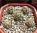 Нажмите на изображение для увеличения.

Название:	Coryphantha hesteri SB430.JPG
Просмотров:	359
Размер:	330.9 Кб
ID:	376713