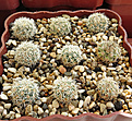 Нажмите на изображение для увеличения.

Название:	Coryphantha werdermannii RUS-035.JPG
Просмотров:	356
Размер:	383.6 Кб
ID:	376714