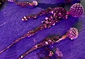 Нажмите на изображение для увеличения.

Название:	Thelocephala_ odieri-malleolata_ BCHK134.jpg
Просмотров:	784
Размер:	397.1 Кб
ID:	376758