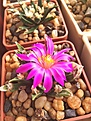 Нажмите на изображение для увеличения.

Название:	ariocarpus agavoides.JPG
Просмотров:	208
Размер:	319.4 Кб
ID:	376788