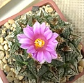 Нажмите на изображение для увеличения.

Название:	ariocarpus lloydii.JPG
Просмотров:	191
Размер:	466.8 Кб
ID:	376789