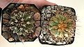 Нажмите на изображение для увеличения.

Название:	Copiapoa dealbata_&amp;_ haseltoniana.jpg
Просмотров:	401
Размер:	486.6 Кб
ID:	376794