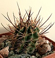 Нажмите на изображение для увеличения.

Название:	Eriosyce(Pyrrhocactus) andreaeanus(kattermanii).jpg
Просмотров:	371
Размер:	391.5 Кб
ID:	376802