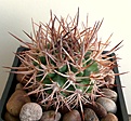 Нажмите на изображение для увеличения.

Название:	Eriosyce(Pyrrhocactus) bulbocalyx VG183.jpg
Просмотров:	413
Размер:	456.3 Кб
ID:	376803