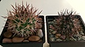 Нажмите на изображение для увеличения.

Название:	Eriosyce(Pyrrhocactus) bulbocalyxVG183_&amp;_marayensis VG240.jpg
Просмотров:	427
Размер:	463.3 Кб
ID:	376804